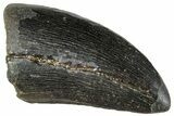 Serrated Tyrannosaur Tooth - Two Medicine Formation #263773-1